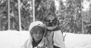 finnish soldier dog ww2