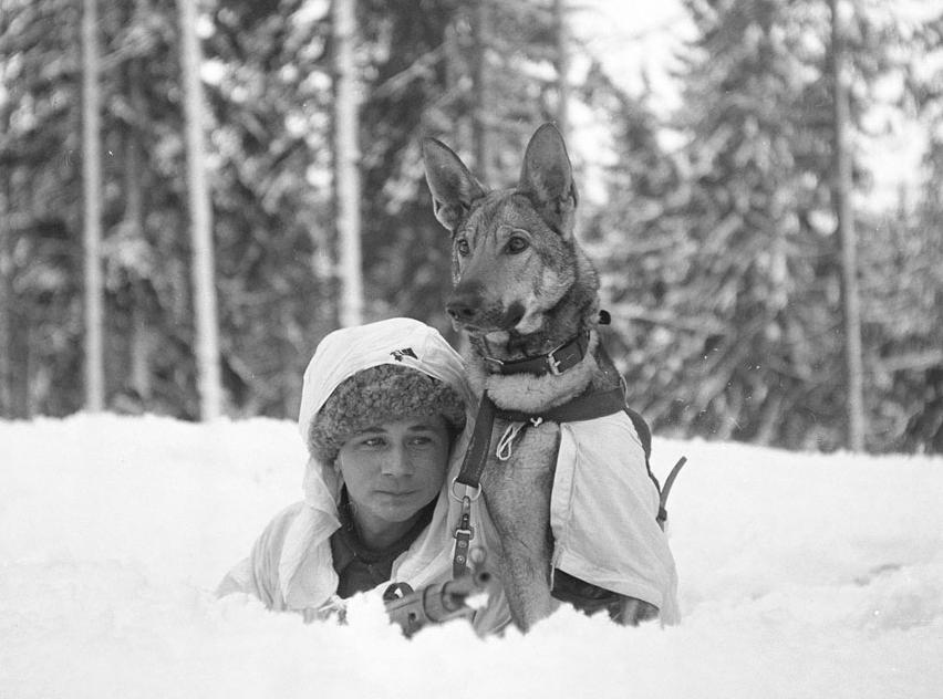 finnish soldier dog ww2