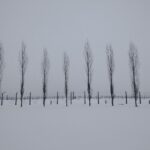 auschwitz trees